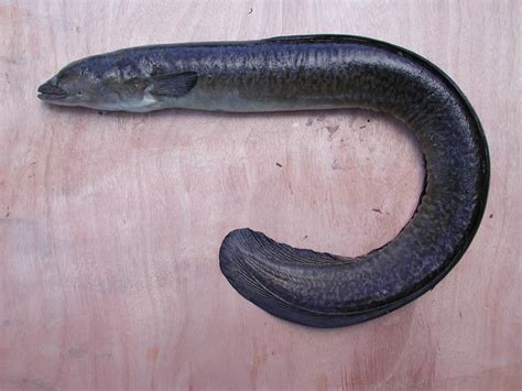 Freshwater Eel Aquarium