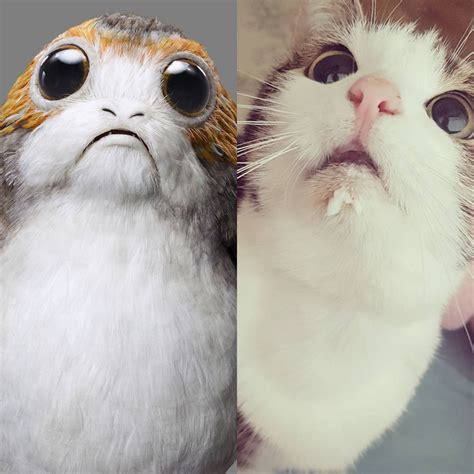 Star Wars Cat