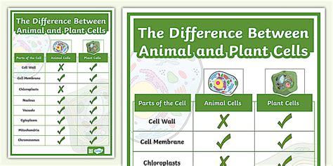 Parts of the Cell Poster (teacher made) - Twinkl