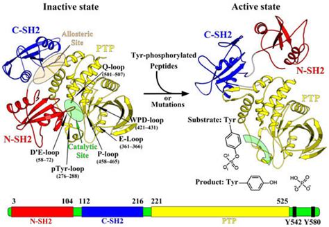 Study on SHP2 Conformational Transition and Structural Characterization ...
