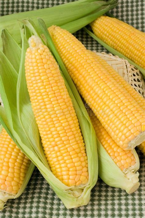 High-Quality Maize Pictures & Images