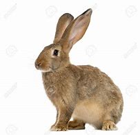 Image result for Bunny Sitting Up