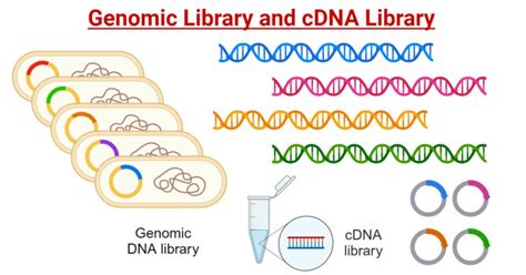 DNA Library Process 的图像结果