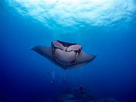 Free Images : sea, manta ray, stingray, rays and skates, underwater ...