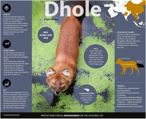 Presence of Asiatic wild dogs in Central Asia after 30 years - GS SCORE