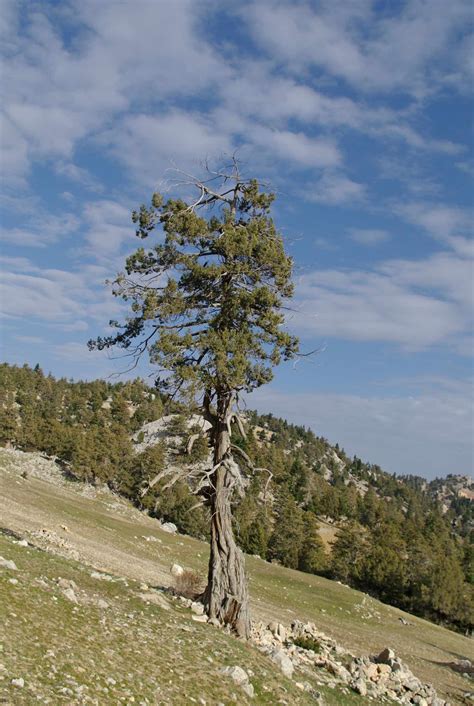 Evergreen Trees in Greek Mythology — Mira Karakitsou