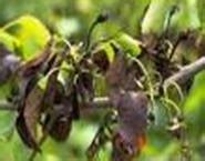 TNAU Agritech Portal :: Crop Protection