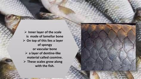 What is a Fish Scale: Structure, Function, and Ecological Importance