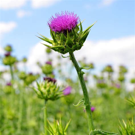 Milk Thistle Leaves