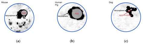 Heterochromatin Morphodynamics in Late Oogenesis and Early ...