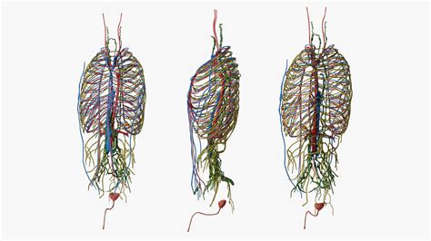 Image result for Male Reproductive System Torso Model