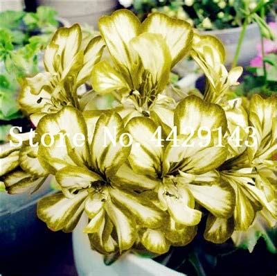 75 Pcsexotic Geranium Seeds Flower Perennial Flower Seeds Pelargonium ...