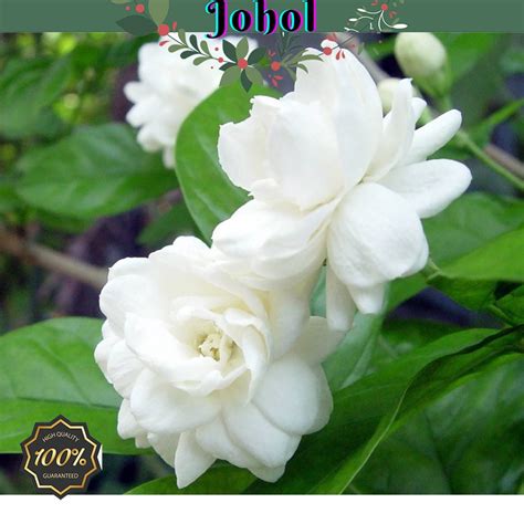 Jasmine Flower Seeds High Germination Home Tropical Seeds 10PCS ...