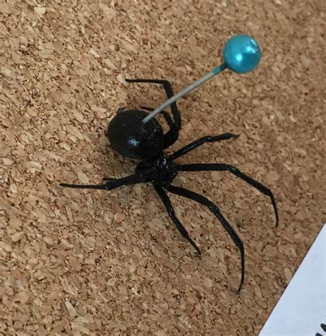 Female Latrodectus hesperus (Western Black Widow) in Buhl, Idaho United ...