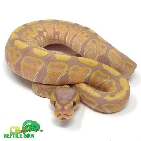 Image result for Ball Python for Sale