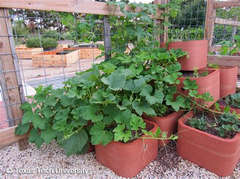 Acorn Squash Plant