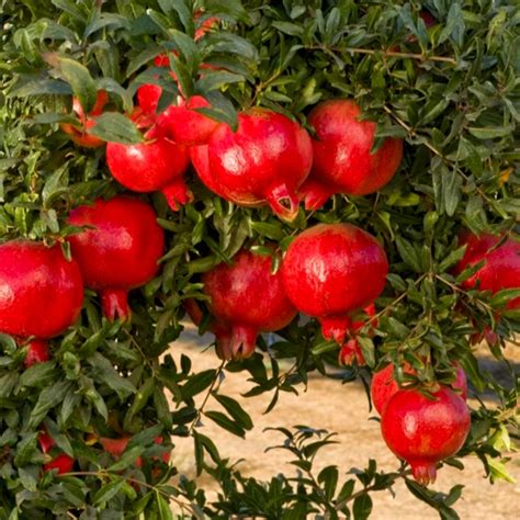 Pomegranate / Mathalam (Layered) (Punica granatum) Fruit Live Plant (H ...