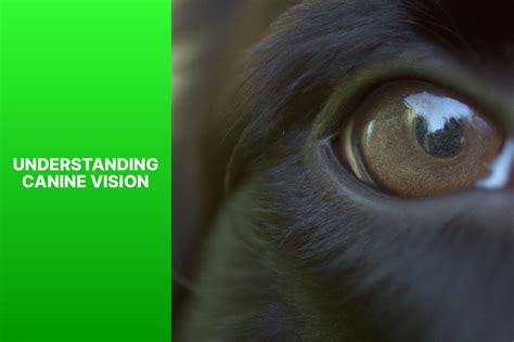 Canine Vision: Are Dogs Color Blind? - palswithpets.com
