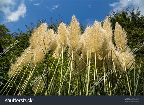 Pampas Grass Plant Below Looking Golden: foto de stock (editar ahora ...