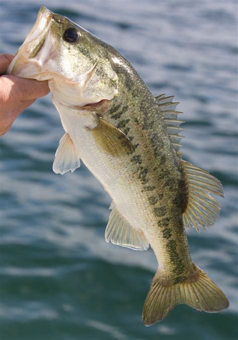Image result for Bass Line Lesson