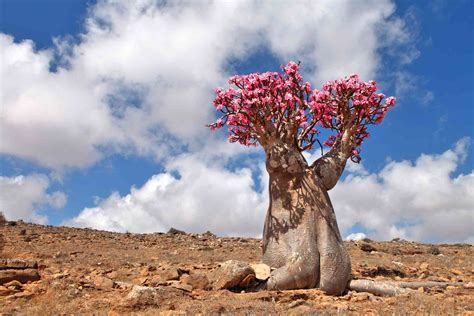 20 Amazing Desert Plants and Where to Spot Them Around the World