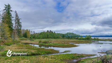 how do wetlands improve water quality - Olympian Water Testing, LLC