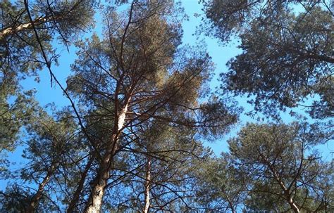 SOLNECHNY (Volki) - Specialty Resort Reviews & Photos - Tripadvisor