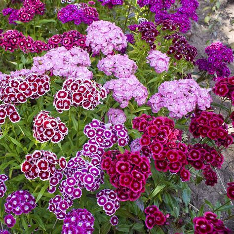Dianthus barbatus perennial mounding and container plant how to grow ...