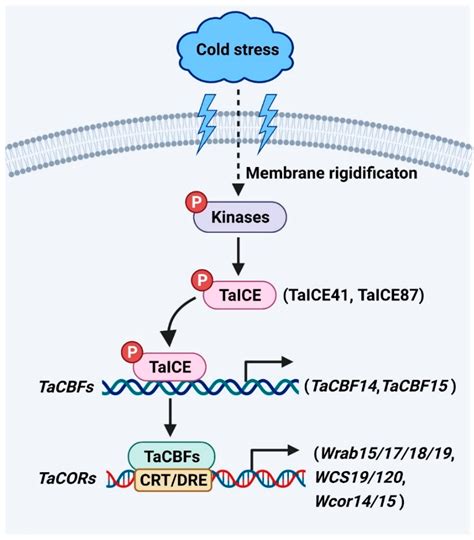 Genetic Mechanisms of Cold Signaling in Wheat | Encyclopedia MDPI