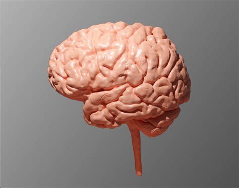 Image result for Brain Machine Learning Vector