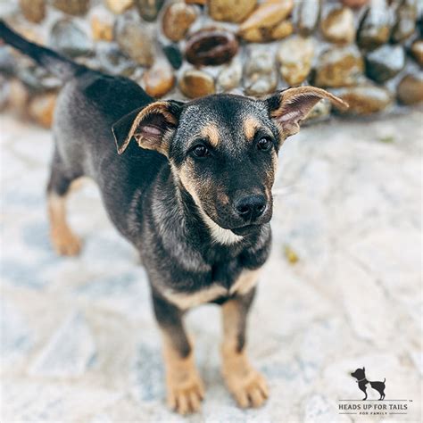 4 Reasons Why Street Dogs Bark At Night