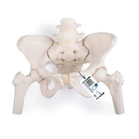 Flexible Human Female Pelvis Model with Femur Heads - 1019865 - 3B ...