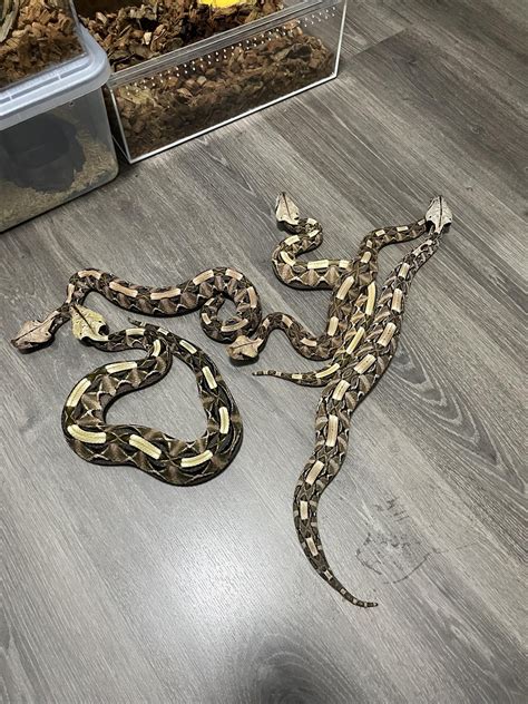Western Gaboon Vipers Group Photo : r/VenomousKeepers
