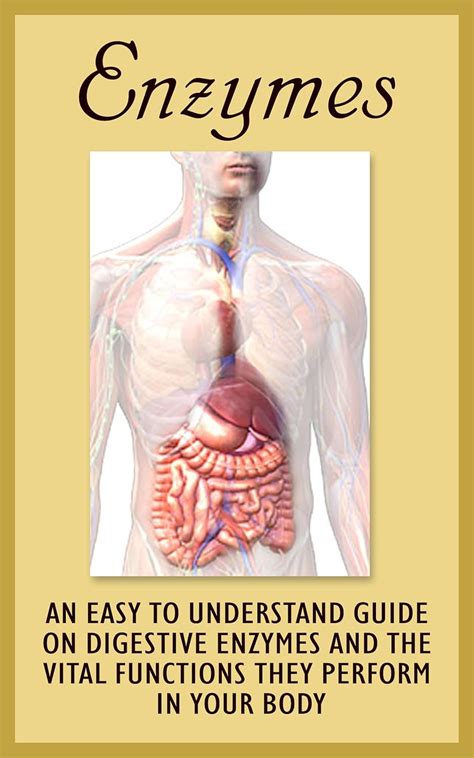 Enzymes: An Easy To Understand Guide On Digestive Enzymes And The Vital ...