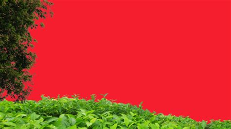 Kinemaster Green screen 的图像结果