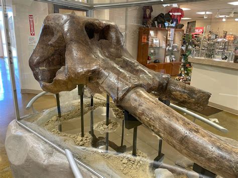 See Bison At Big Bone Lick State Park In Kentucky