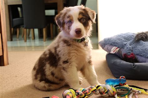 Adorable Red Merle Australian Shepherd Puppy