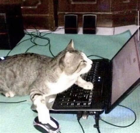Image result for Java Fist