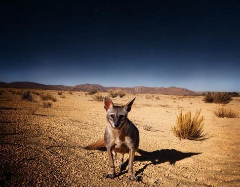 Image result for Alien Chupacabra