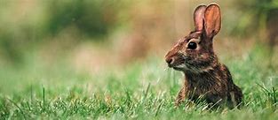 Image result for Baby Cottontail Tails