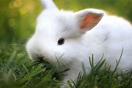 Image result for white baby bunny breeds