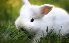 Image result for Cute Baby Rabbits Wallpapers