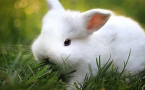 Image result for Cute White Bunny