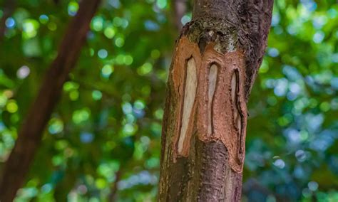 Cinnamon Tree Store at Michael Peraza blog