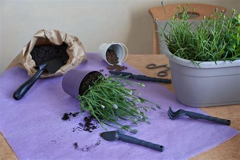How To Grow Lavender From Seed | Storables