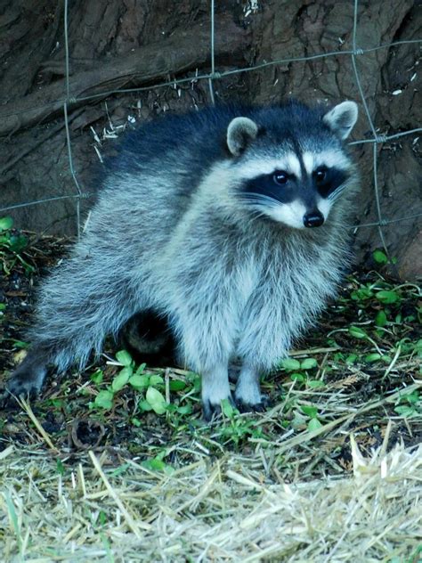 Dewey, Cheatem, and Howe with a couple of pictures of Boone and ...
