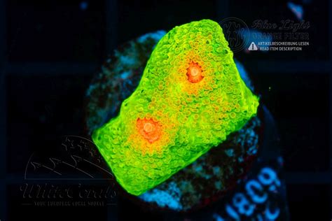 Chalice Mummy Eye (WCC) (Filter)-LPS8_251117_063
