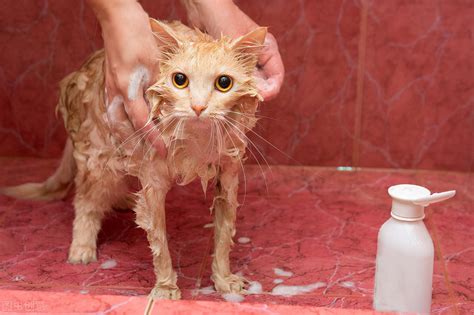 猫咪能用人的沐浴露吗，猫用人的沐浴露会怎样？