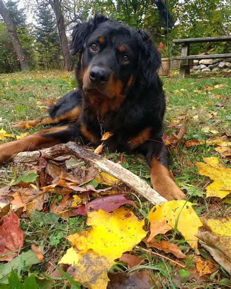 Are Rottweilers Long Or Short Haired