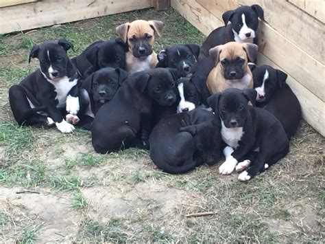 Wunderschöne American Bully XXL Blue Line in Duisburg | Tiere ...